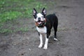 Boston terrier dog funny Royalty Free Stock Photo