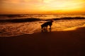 A dog happy and play sea water flow on the beach with sunset Royalty Free Stock Photo