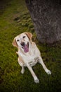 A dog is happy to be together with his owner while he plays in the park