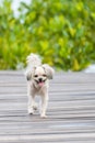Dog happy when vacation travel at wooden bridge