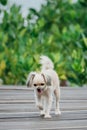 Dog happy when vacation travel at wooden bridge