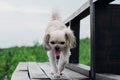 Dog happy when vacation travel at wooden bridge