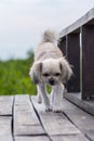 Dog happy when vacation travel at wooden bridge