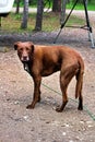 A dog that has been punished looking very sad Royalty Free Stock Photo