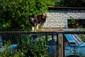 The dog has climbed on a roof of the old car standing