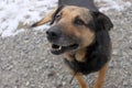 Portrait of a large older dog looking at a human with love and trust.