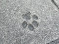 Dog has left paw print or footprint in the concrete paving