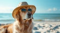 Dog in a hat and glasses sits on the beach of the sea or ocean. Summer holiday and vacation concept. holidays with pets Royalty Free Stock Photo