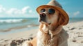Dog in a hat and glasses sits on the beach of the sea or ocean. Summer holiday and vacation concept. holidays with pets Royalty Free Stock Photo