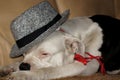 Dog with hat on the sofa Royalty Free Stock Photo