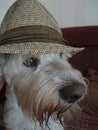 Dog with hat