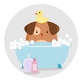 Dog Having a Bath