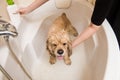 Dog having bath at grooming salon Royalty Free Stock Photo