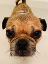 Dog having a bath portrait