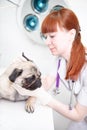 Dog having a check-up in his ear by a veterinarian Royalty Free Stock Photo