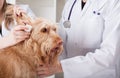 Dog having ear examination Royalty Free Stock Photo