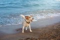 DOG HAVING FUN ON BEACH ON SUMMER. JACK RUSSELL COVERED WITH SAND AND PLAYING ON VACATIONS Royalty Free Stock Photo