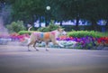 A dog having fun with paints of holi Royalty Free Stock Photo