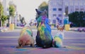 A dog having fun with paints of holi Royalty Free Stock Photo