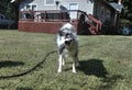 Dog shaking off water in the backyard Royalty Free Stock Photo