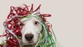 DOG HAVING A PARTY WITH SERPENTINE STREMERS FOR BIRTHDAY, NEW YEAR, CHRISTMAS, CARNIVAL OR ANNIVERSARY. ISOLATED ON GRAY