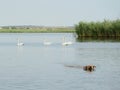 A dog having a swim in the river near swans Royalty Free Stock Photo