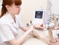 Dog having ultrasound scan in vet office