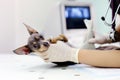 Dog having ultrasound scan in vet office Royalty Free Stock Photo