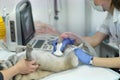 dog having ultrasound scan in a veterinary clinic Royalty Free Stock Photo