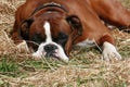Dog on the hay Royalty Free Stock Photo
