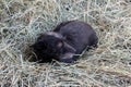 A dog in the hay