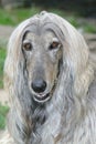 Dog head of afghan hound