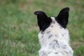 Dog head with black ears from back Royalty Free Stock Photo