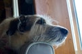 Irish Wolfhound. Irish wolfhound dog with head on bolster looking out window Royalty Free Stock Photo