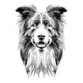 Dog head breed border collie