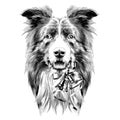 Dog head breed border collie sketch Royalty Free Stock Photo