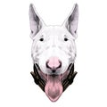 Dog head breed bull Terrier sketch vector graphics