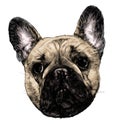 Dog head breed pug full face