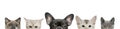 Dog head and cat heads Royalty Free Stock Photo