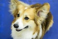 Dog head close-up on the blue background, Welsh Corgi breed