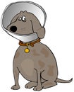 Dog with a head cone Royalty Free Stock Photo