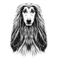 Dog head full-face breed Afghan hound sketch vector Royalty Free Stock Photo