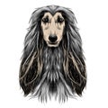 Dog head full-face breed Afghan hound sketch vector Royalty Free Stock Photo