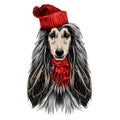 Dog head full-face breed Afghan hound sketch vector Royalty Free Stock Photo