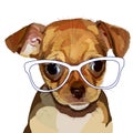 Dog. head, glasses, vector