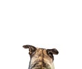 Rear view of dog head looking to the horizon with white background