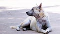 Dog with head and neck wounds sits on concrete road in shade of tree Royalty Free Stock Photo