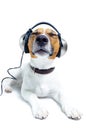 Dog head phones Royalty Free Stock Photo