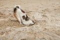 Dog head in sand beach like ostrich shame and fear