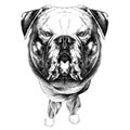 Dog head symmetry sketch vector graphics